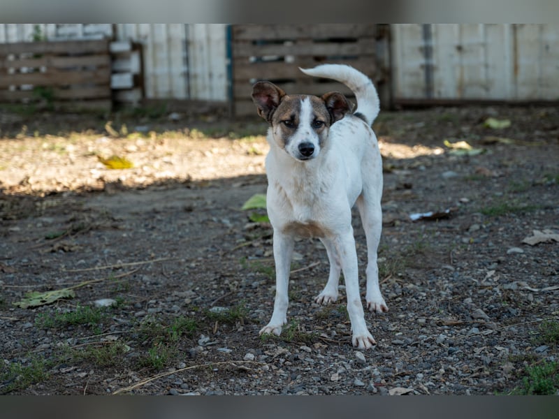 Ronja - Liebevolle Hundemama sucht kuschliges Zuhause ❤️