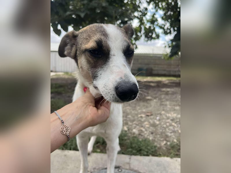 Ronja - Liebevolle Hundemama sucht kuschliges Zuhause ❤️