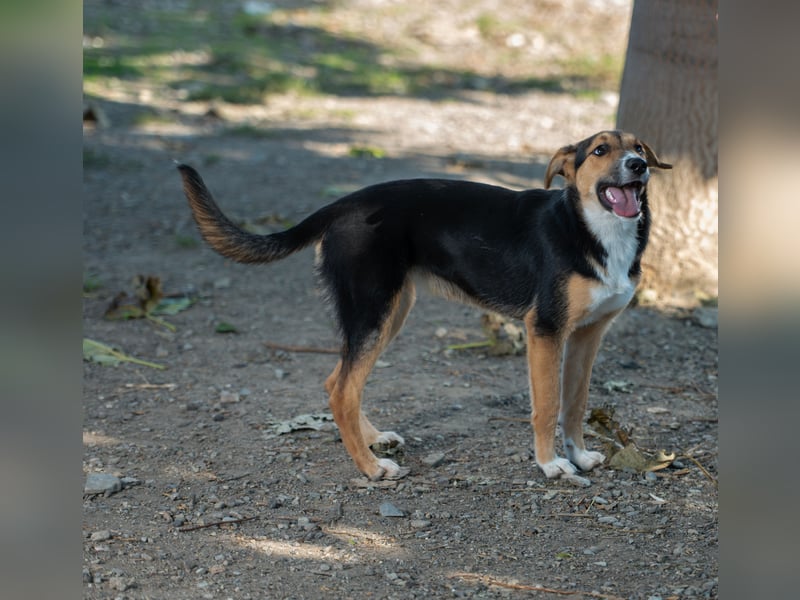 Lissy - Auf der Suche nach ihrem Traumkörbchen ❤️