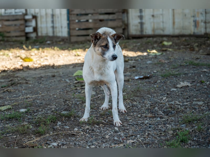 Ronja - Liebevolle Hundemama sucht kuschliges Zuhause ❤️