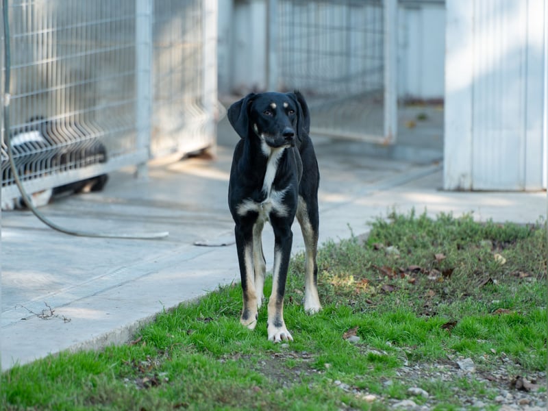 Faida - Freude auf vier Pfoten ❤️
