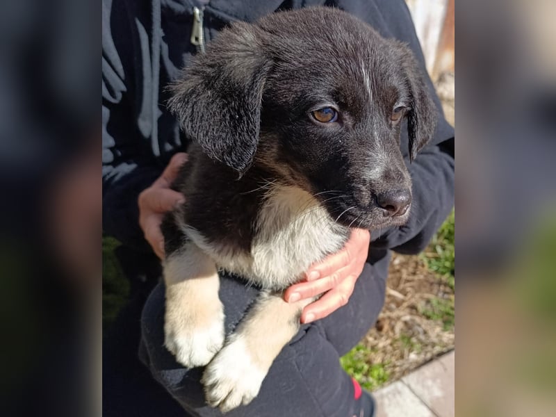 Freddy - Liebenswerter Junghund sucht sein Glück❤️