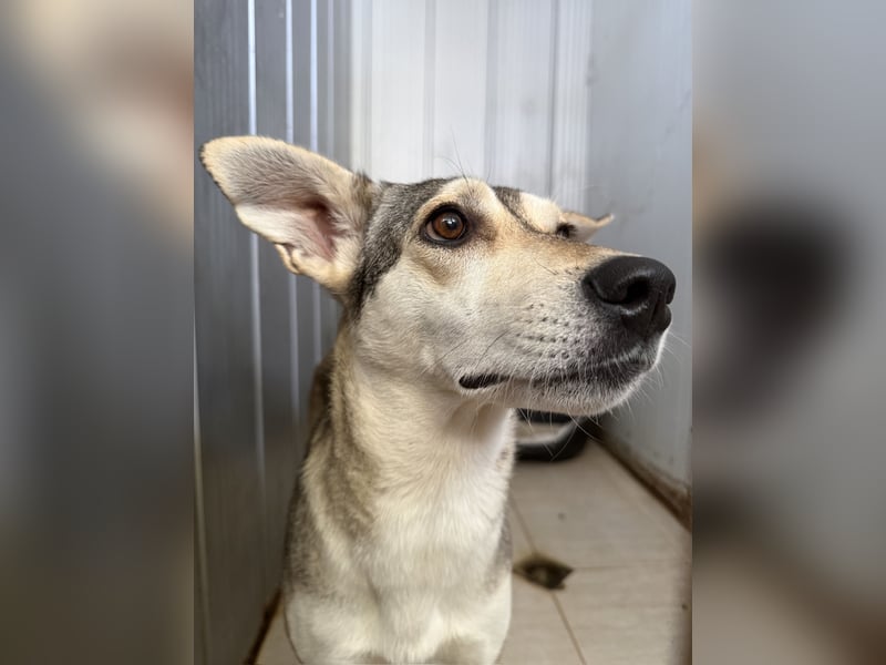 Zaya – eine sanfte Seele sucht ihr Glück ❤️