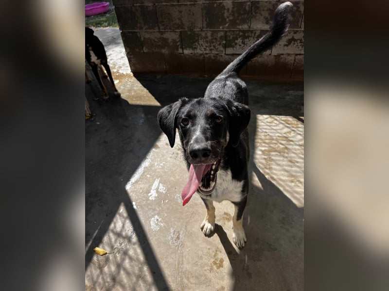 Freddy - Liebenswerter Junghund sucht sein Glück❤️