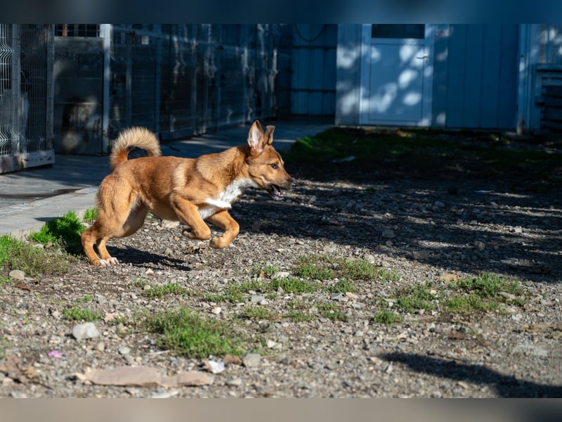 Libby - Kleiner Wirbelwind sucht eigene Familie ❤️