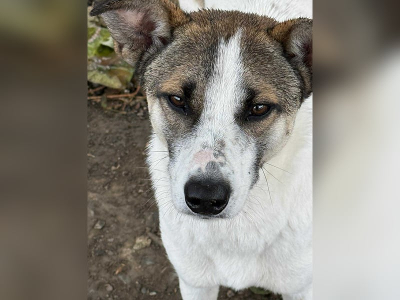 Ronja - Liebevolle Hundemama sucht kuschliges Zuhause ❤️