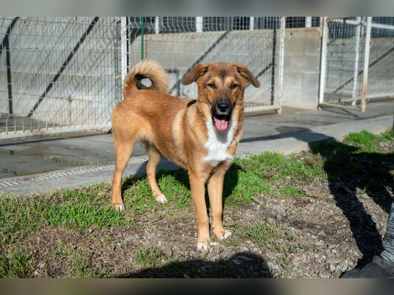 Libby - Kleiner Wirbelwind sucht eigene Familie ❤️