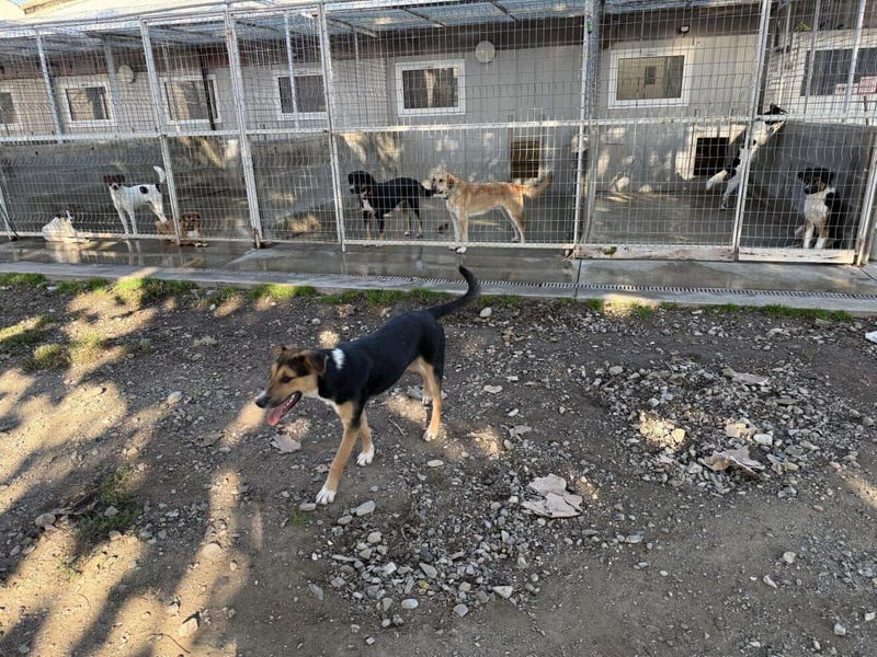 Lissy - Auf der Suche nach ihrem Traumkörbchen ❤️ Lissy - Auf der Suche nach ihrem Traumkörbchen ❤️