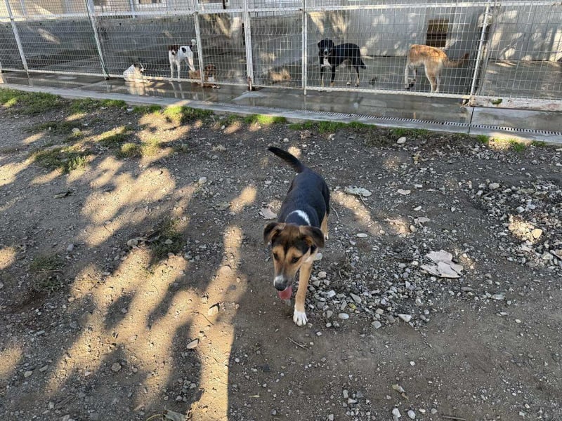 Lissy - Auf der Suche nach ihrem Traumkörbchen ❤️ Lissy - Auf der Suche nach ihrem Traumkörbchen ❤️