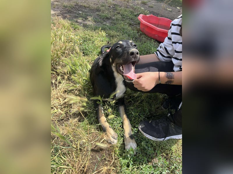 Faida - Freude auf vier Pfoten ❤️ Faida - Freude auf vier Pfoten ❤️