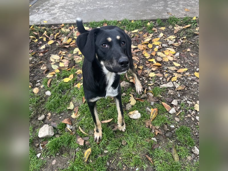 Faida - Freude auf vier Pfoten ❤️