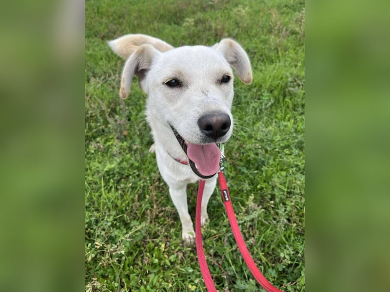 Duke - Knuddelbär mit Herz ❤️