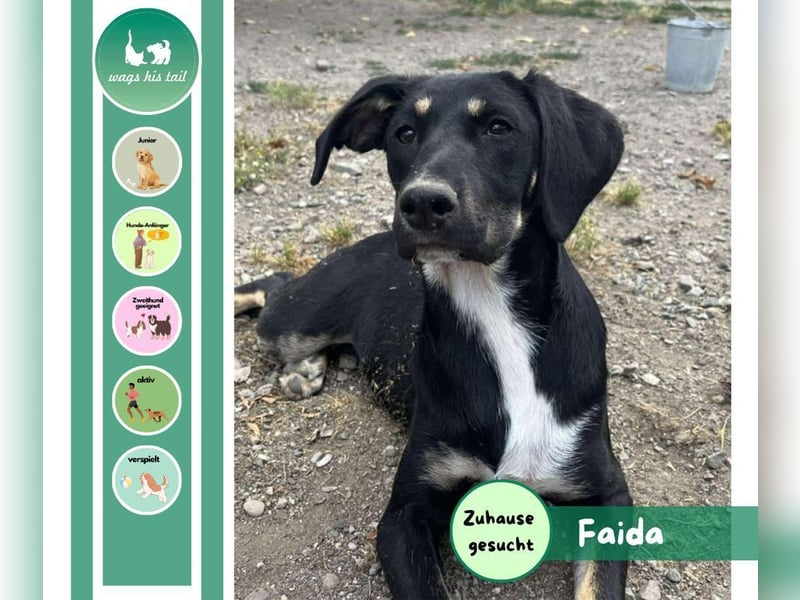 Faida - Freude auf vier Pfoten ❤️ Faida - Freude auf vier Pfoten ❤️