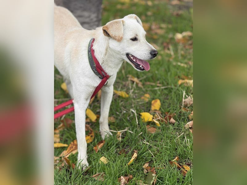 Duke - Knuddelbär mit Herz ❤️