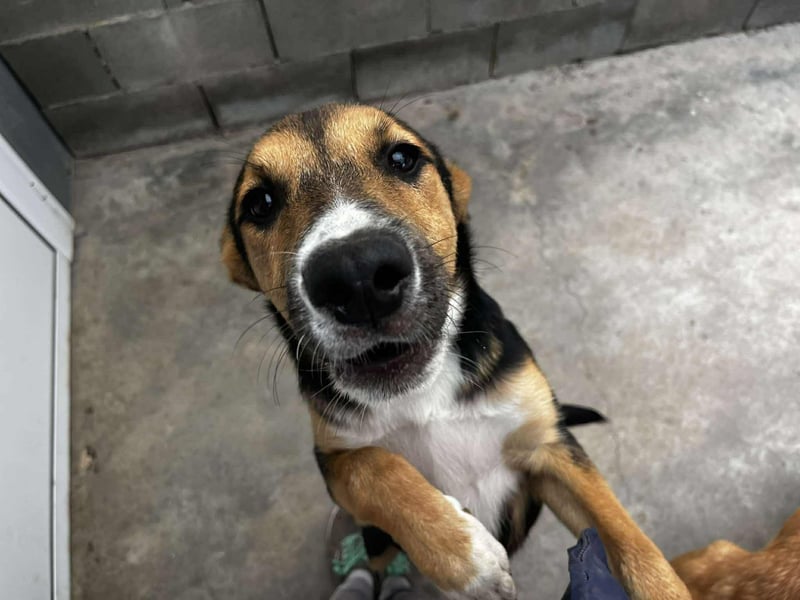 Lissy - Auf der Suche nach ihrem Traumkörbchen ❤️ Lissy - Auf der Suche nach ihrem Traumkörbchen ❤️