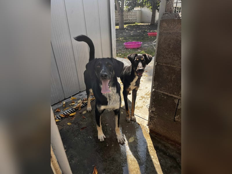 Freddy - Liebenswerter Junghund sucht sein Glück❤️