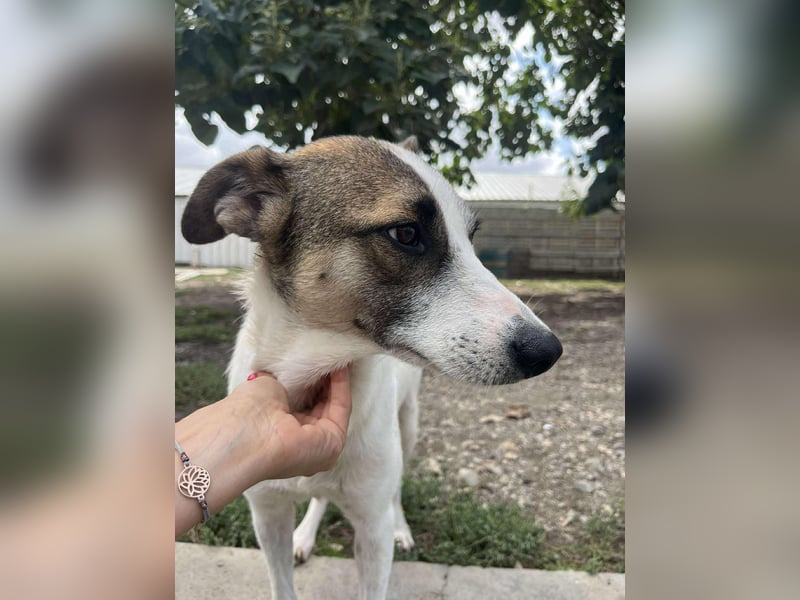 Ronja - Liebevolle Hundemama sucht kuschliges Zuhause ❤️