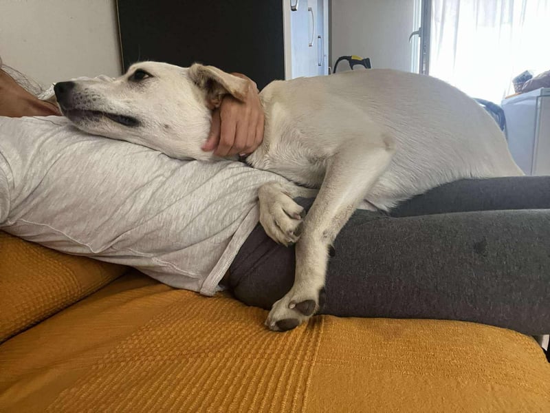 Duke - Knuddelbär mit Herz ❤️