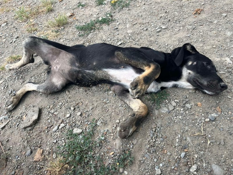 Faida - Freude auf vier Pfoten ❤️ Faida - Freude auf vier Pfoten ❤️