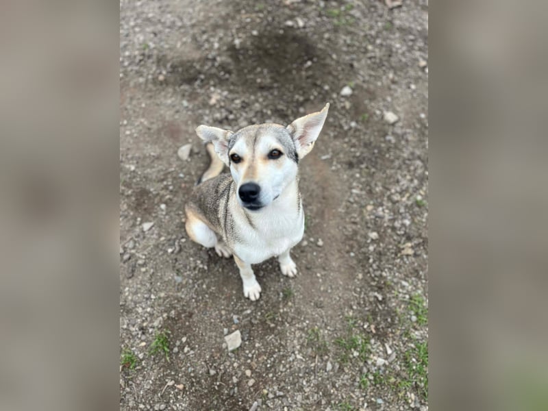 Zaya – eine sanfte Seele sucht ihr Glück ❤️