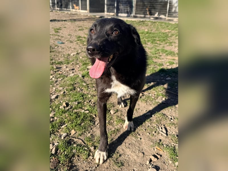 Hannah - Glück im Fellkleid ❤️