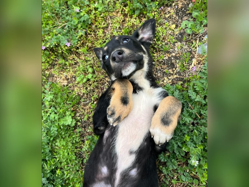 Faida - Freude auf vier Pfoten ❤️ Faida - Freude auf vier Pfoten ❤️