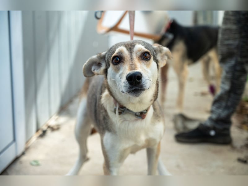 Zaya – eine sanfte Seele sucht ihr Glück ❤️