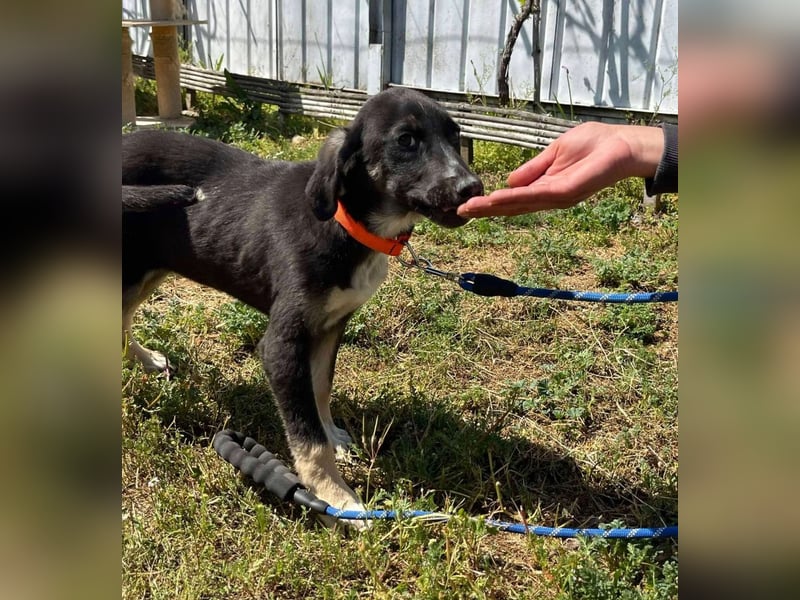 Freddy - Liebenswerter Junghund sucht sein Glück❤️