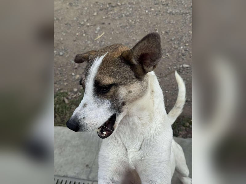 Ronja - Liebevolle Hundemama sucht kuschliges Zuhause ❤️