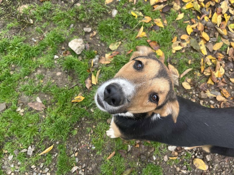 Lissy - Auf der Suche nach ihrem Traumkörbchen ❤️