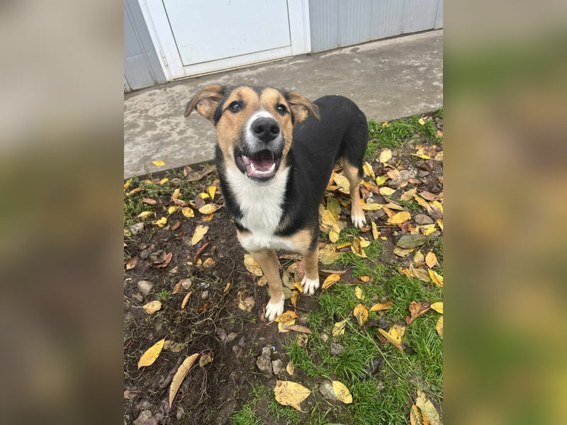 Lissy - Auf der Suche nach ihrem Traumkörbchen ❤️