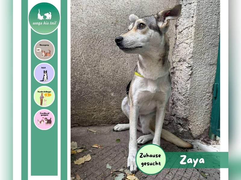 Zaya – eine sanfte Seele sucht ihr Glück ❤️ Zaya – eine sanfte Seele sucht ihr Glück ❤️