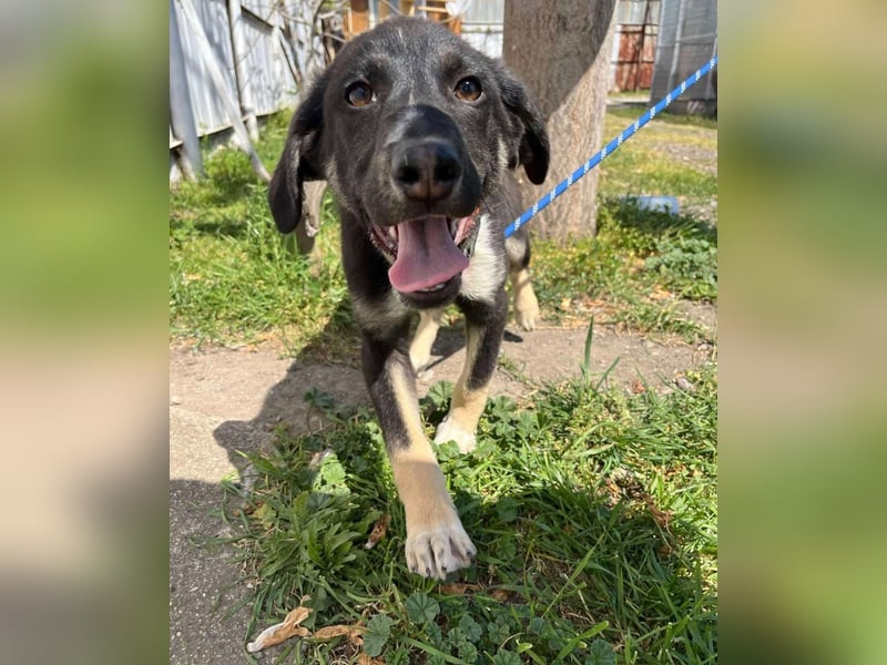 Freddy - Liebenswerter Junghund sucht sein Glück❤️