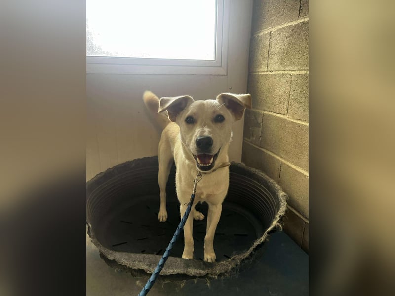 Duke - Knuddelbär mit Herz ❤️