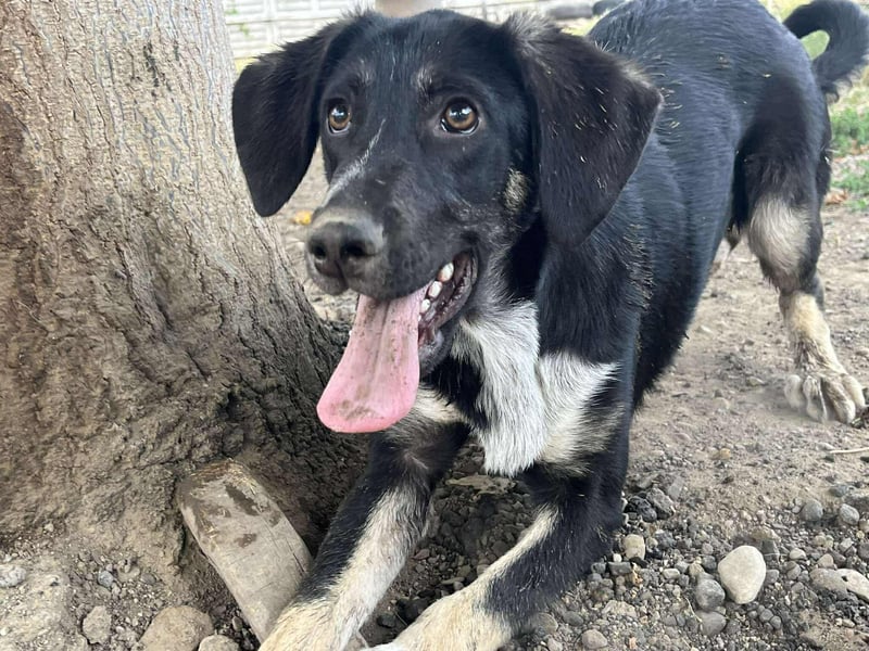 Freddy - Liebenswerter Junghund sucht sein Glück❤️