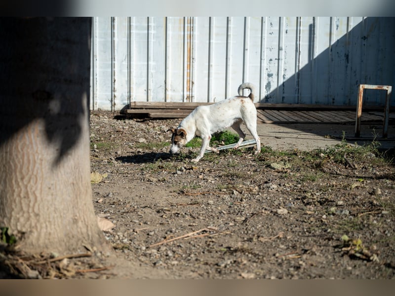 Ronja - Liebevolle Hundemama sucht kuschliges Zuhause ❤️