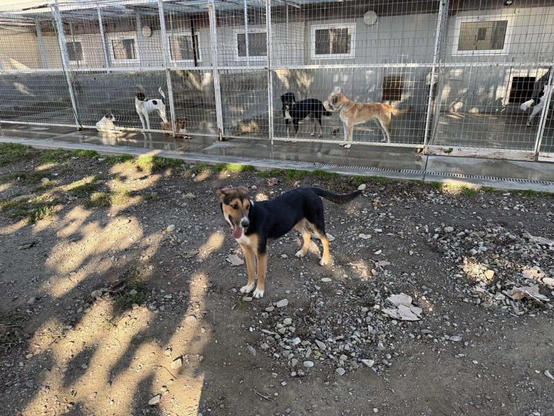 Lissy - Auf der Suche nach ihrem Traumkörbchen ❤️ Lissy - Auf der Suche nach ihrem Traumkörbchen ❤️