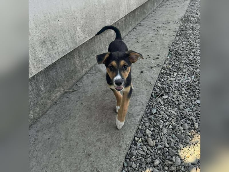 Lissy - Auf der Suche nach ihrem Traumkörbchen ❤️ Lissy - Auf der Suche nach ihrem Traumkörbchen ❤️