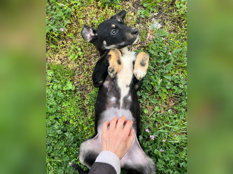 Faida - Freude auf vier Pfoten ❤️ Faida - Freude auf vier Pfoten ❤️