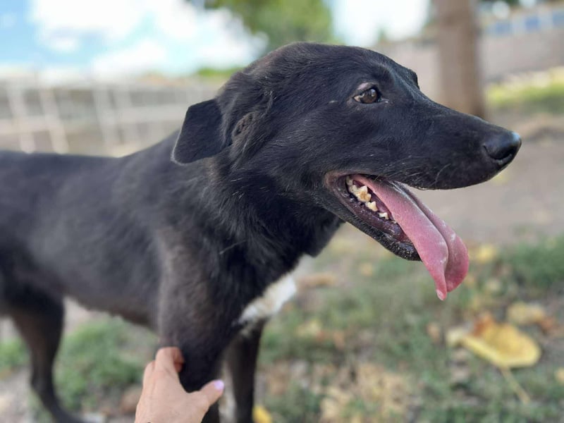 Hannah - Glück im Fellkleid ❤️