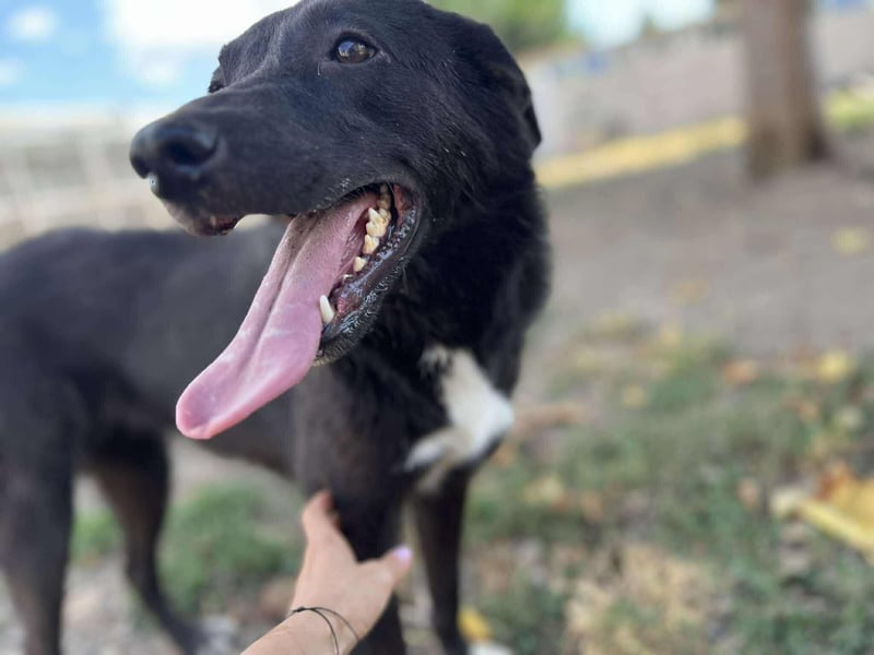 Hannah - Glück im Fellkleid ❤️