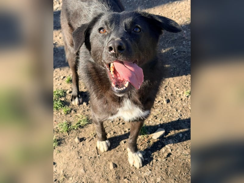Hannah - Glück im Fellkleid ❤️