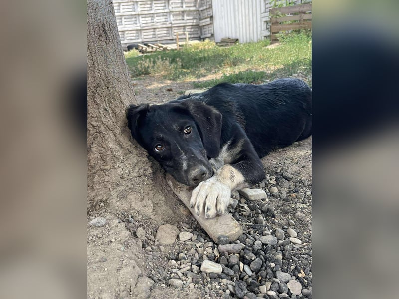 Freddy - Liebenswerter Junghund sucht sein Glück❤️