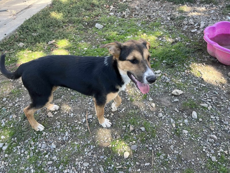 Lissy - Auf der Suche nach ihrem Traumkörbchen ❤️ Lissy - Auf der Suche nach ihrem Traumkörbchen ❤️