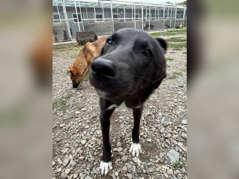 Hannah - Glück im Fellkleid ❤️