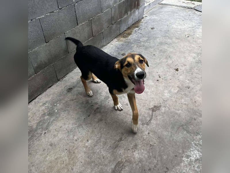 Lissy - Auf der Suche nach ihrem Traumkörbchen ❤️ Lissy - Auf der Suche nach ihrem Traumkörbchen ❤️