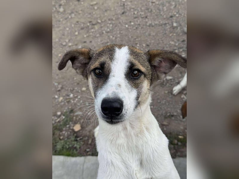 Ronja - Liebevolle Hundemama sucht kuschliges Zuhause ❤️