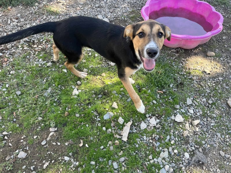 Lissy - Auf der Suche nach ihrem Traumkörbchen ❤️ Lissy - Auf der Suche nach ihrem Traumkörbchen ❤️