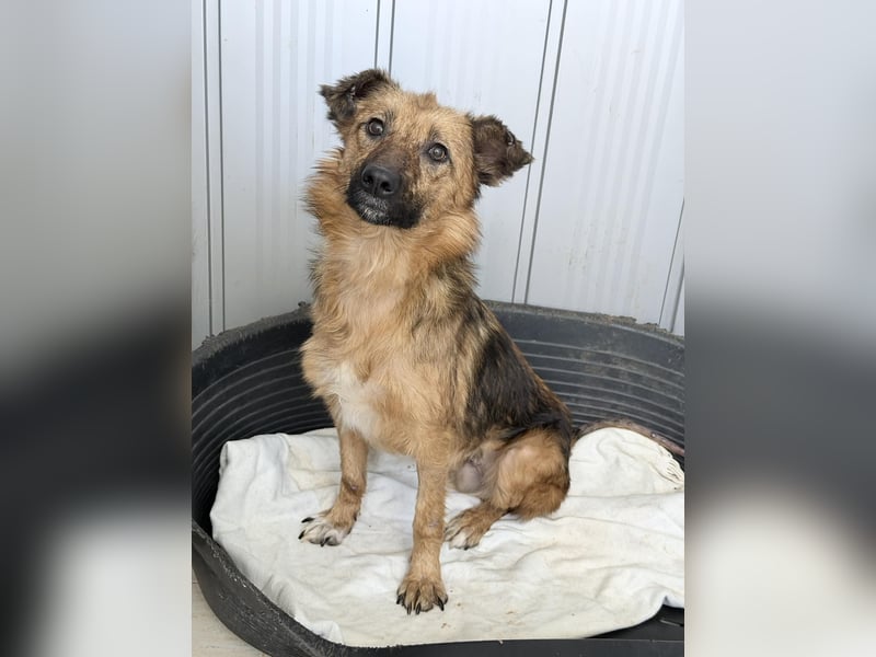 Ora – eine Kämpferin mit drei Beinen und einem riesengroßen Herzen ❤️