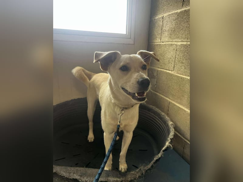 Duke - Knuddelbär mit Herz ❤️